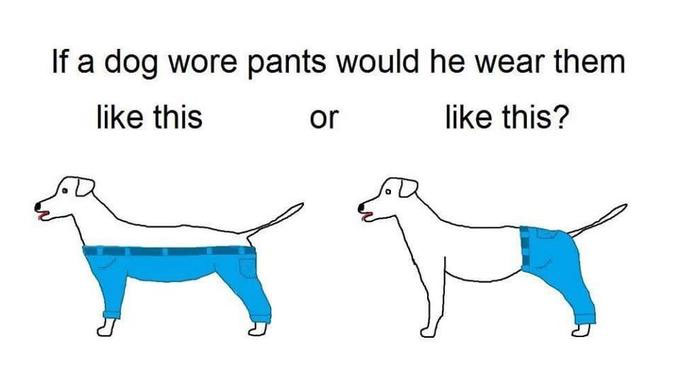 If a Dog Wore Pants